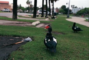 13460553203_db414ae8a4_o (1) 